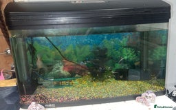 Goldfish fish for sale: 1 x plecos 1x goldfish  - Advert 6