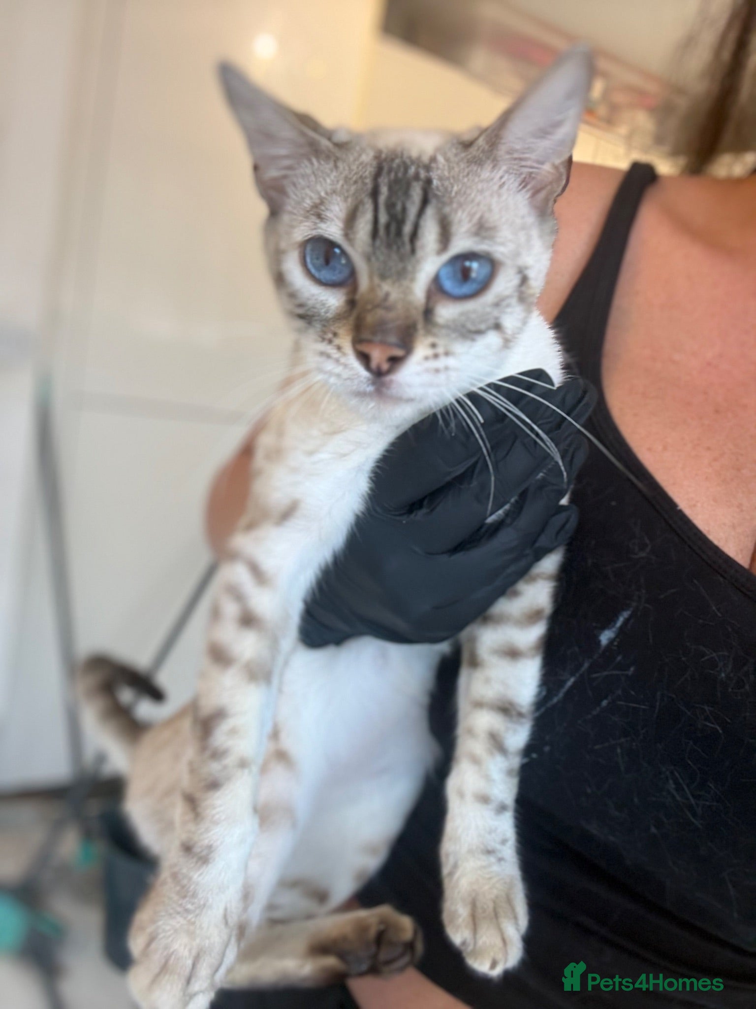 Bengal cats Beautiful Snow lynx 3yrs old Misty £220 - Advert 3