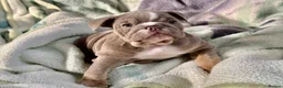 English Bulldog dogs for sale: KC registered Puppies  in Manchester - Advert 1