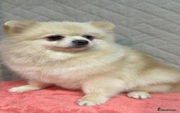 Pomeranian dogs for adoption: Teddy: The Little Heart That Refused to Break - Image 3