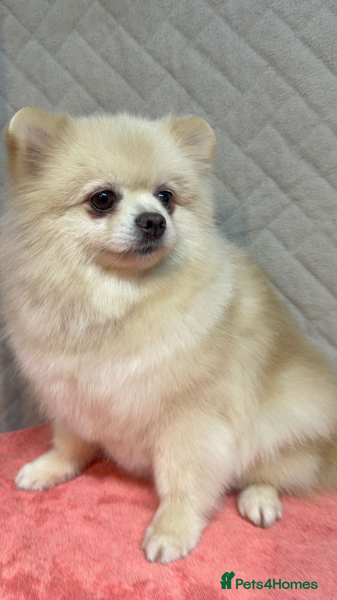 Pomeranian dogs for adoption: Teddy: The Little Heart That Refused to Break - Image 3