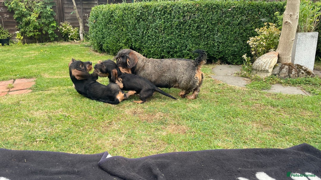 Dachshund dogs for sale: Standard Wirehair Dachshund  - Image 5