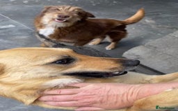 Mixed Breed dogs for adoption: Eva (Saffron), 1.5 yrs. Reserved stc. in Brixham - Image 13