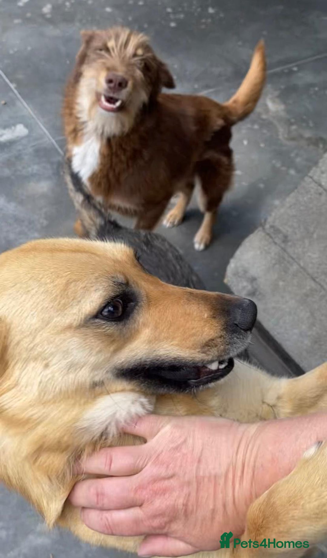 Mixed Breed dogs for adoption: Eva (Saffron), 1.5 yrs. Reserved stc. in Brixham - Image 13