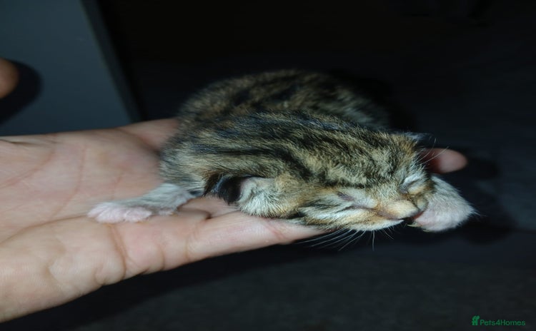 Bengal cats - Advert 1