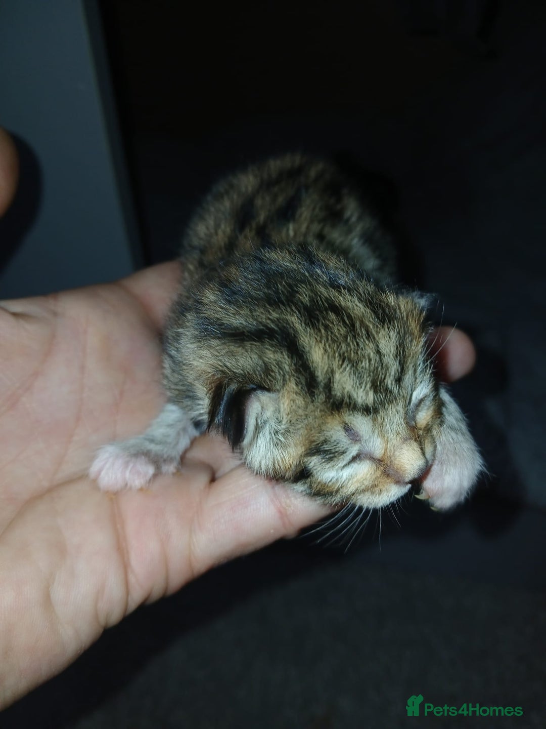 Bengal cats for sale: Bengal crossed tabby  - Image 1