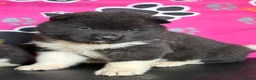 Akita dogs for sale: Quality KC registered American Akita Puppies - Advert 3