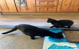 British Shorthair cats for sale: Two British shorthairs male black kittens - Advert 3
