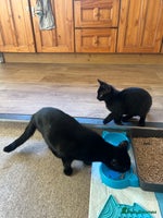 British Shorthair cats Two British shorthairs male black kittens - Advert 3