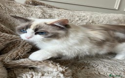 Ragdoll cats for sale: GCCF Registered Female Adult Ragdoll - Spayed - Image 4