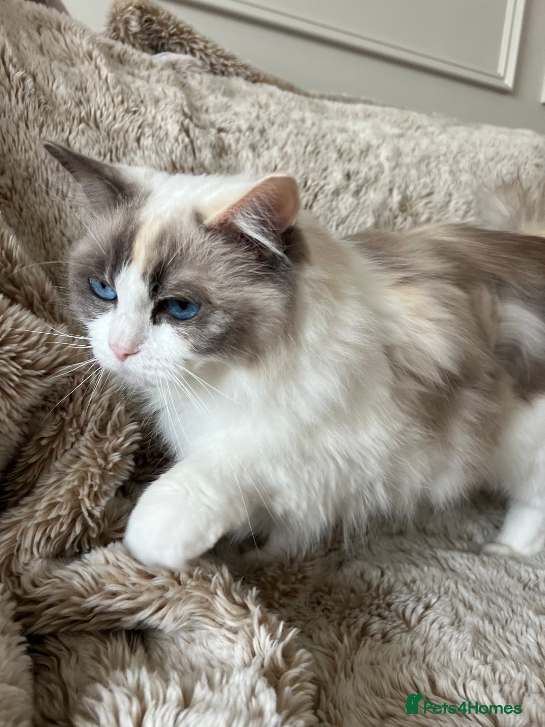 Ragdoll cats for sale: GCCF Registered Female Adult Ragdoll - Spayed - Image 4