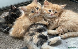 Mixed Breed cats for sale: 🎃 Cute Fluffy Kittens – Persian x BSH Mix - Image 12