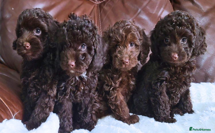 Cavapoo dogs - Advert 2