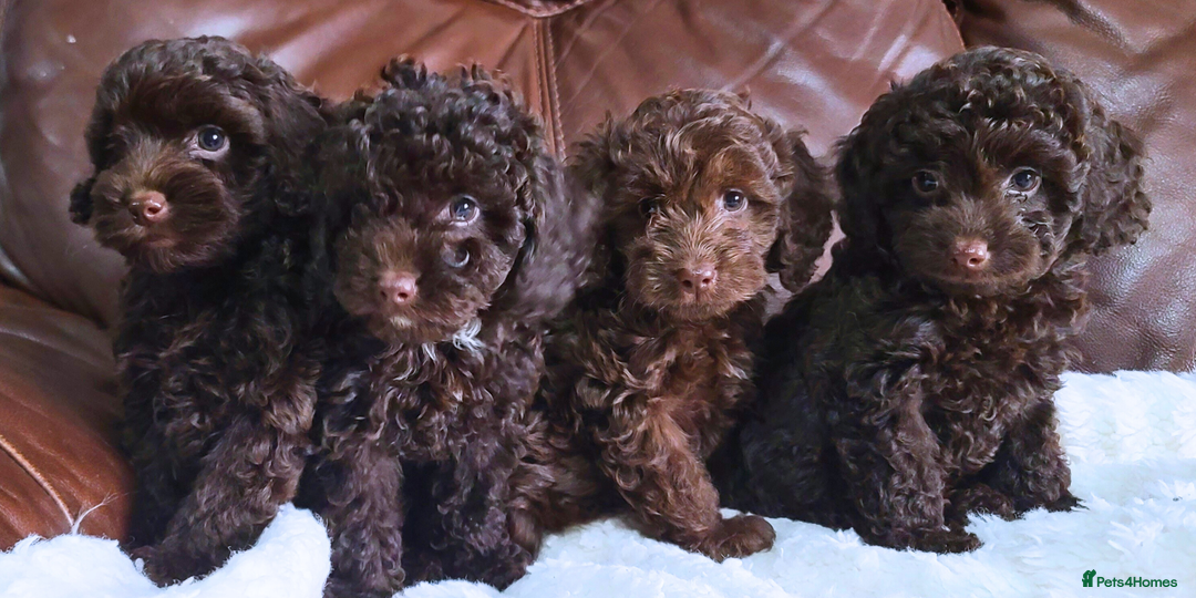 Cavapoo dogs for sale: Chocolate F1B Cavapoos. Health Tested.  - Image 1