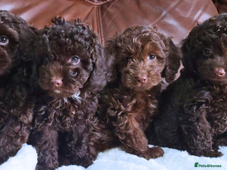 Cavapoo dogs - Advert 2