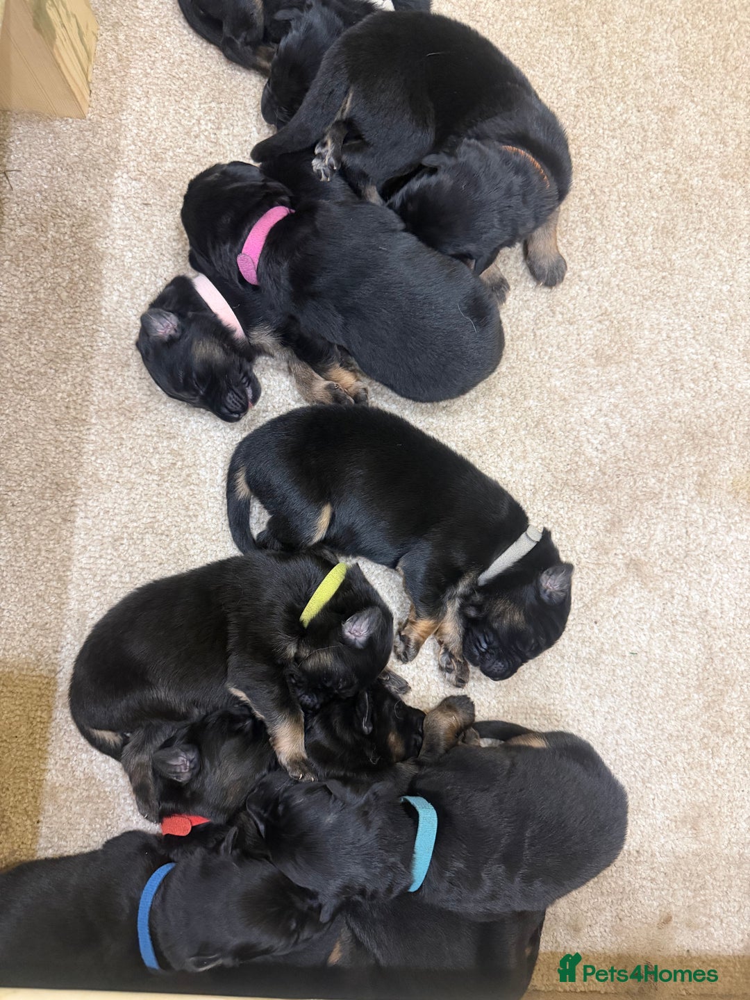 German Shepherd dogs for sale: Long haired German shepherd puppies  - Advert 2