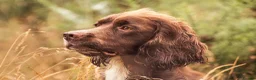Sprocker dogs for stud: Health tested sprocker for stud in Shrewsbury - Advert 13