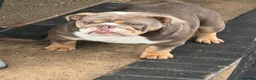 English Bulldog dogs for sale: English Bulldogs X2  - Advert 5