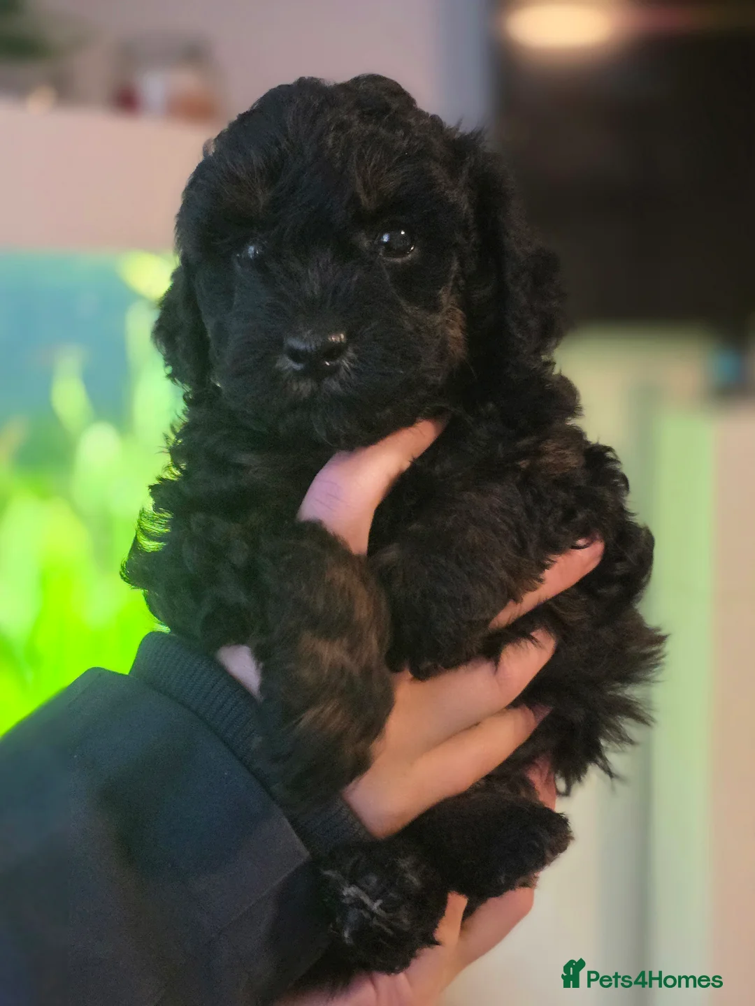Cavapoo dogs for sale: FB11 Cavadoodles  - Advert 2