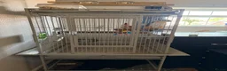 Parrots birds for sale: Black capped Caique  - Advert 5