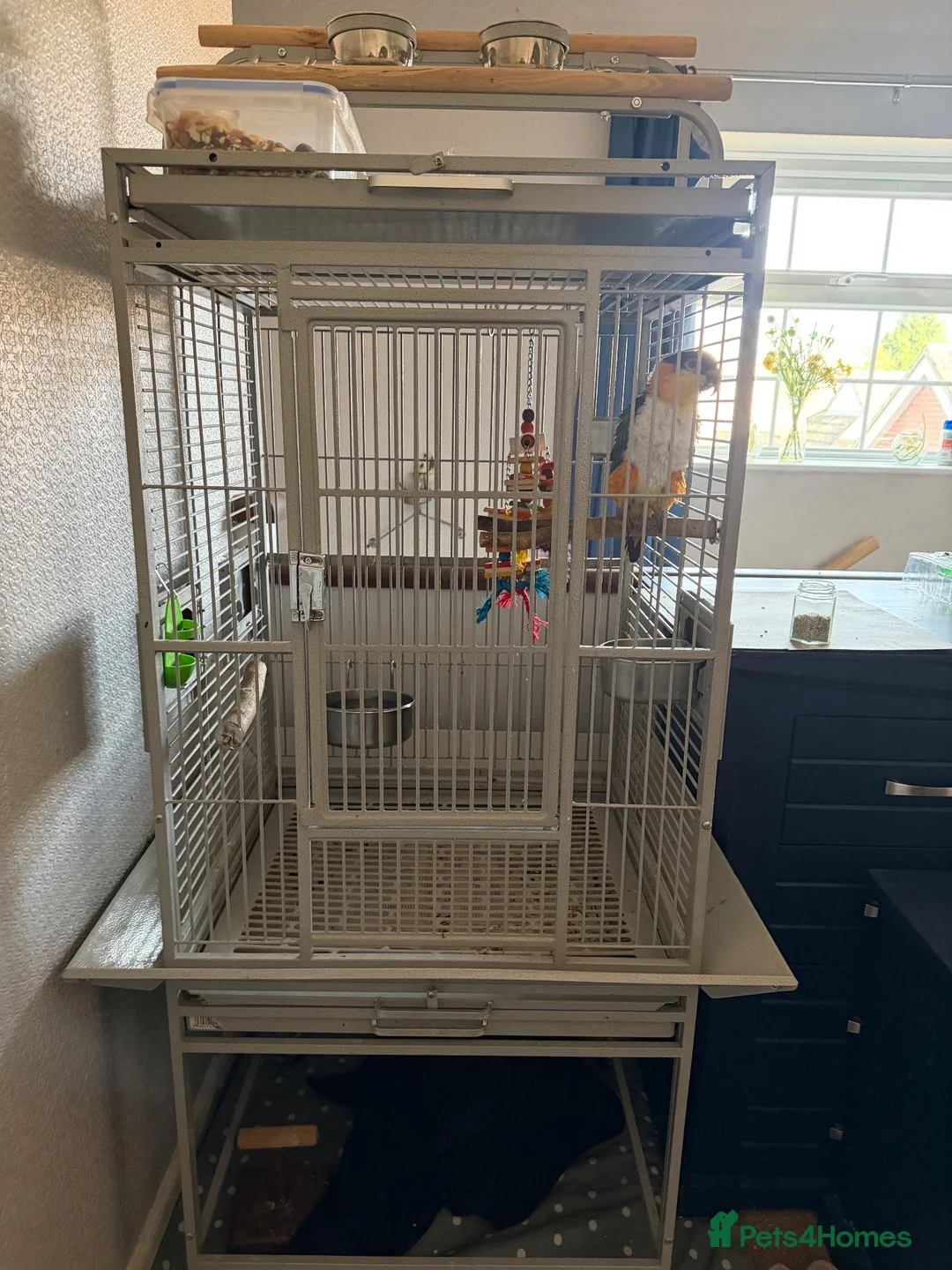 Parrots birds for sale: Black capped Caique  - Advert 5