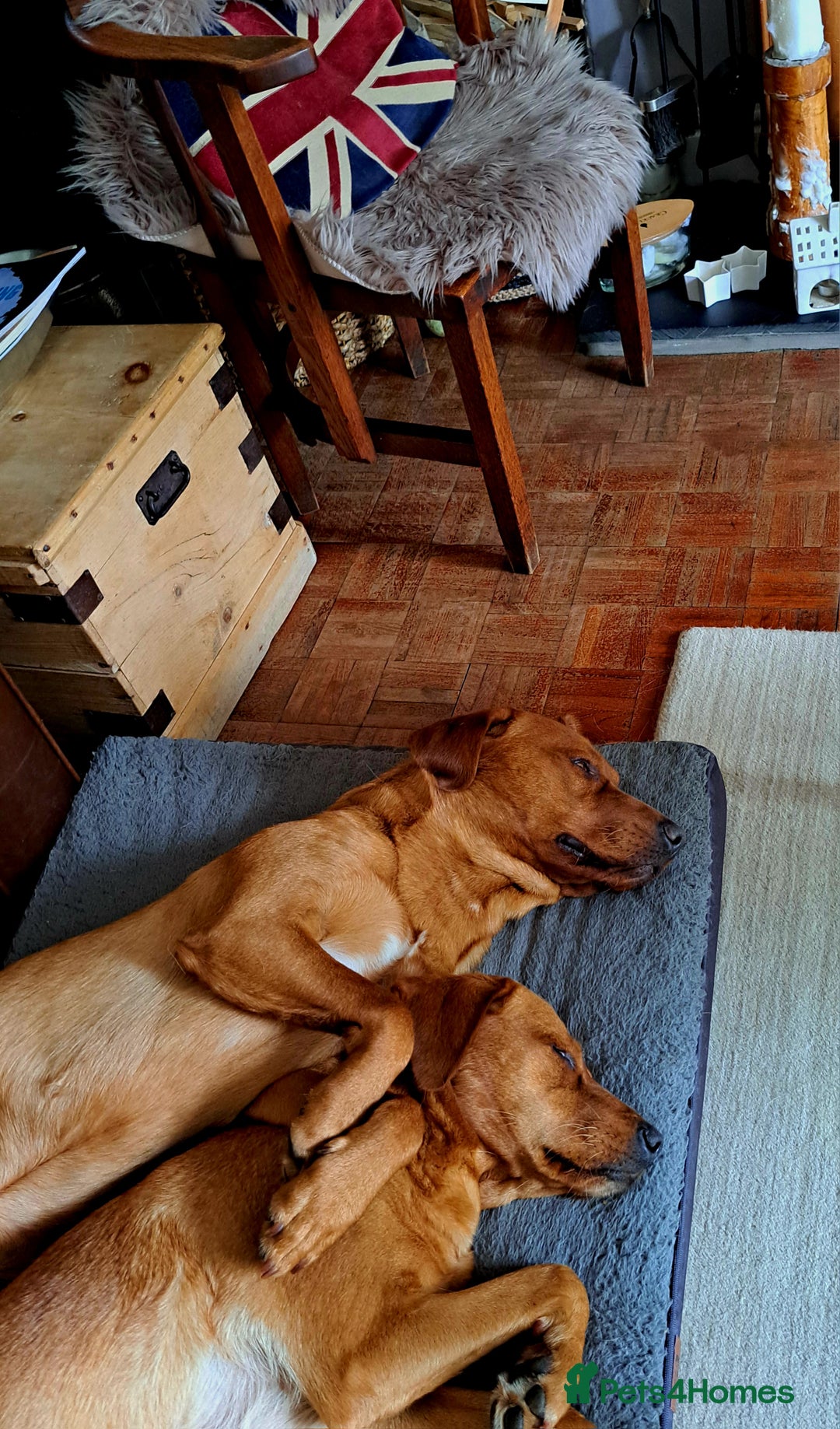 Labrador Retriever dogs for sale: Excellent KC Registered Fox Red Puppies For Sale - Image 2