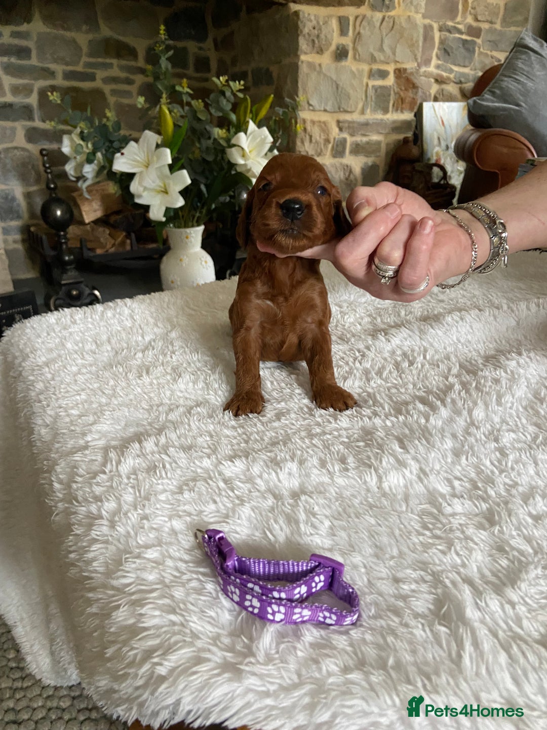 Irish Doodle dogs for sale: Stunning F1 mini Irish  Doodles  - Image 9