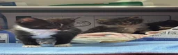 Domestic Shorthair cats for sale: Sweet Little Kittens Looking for New Loving Homes in Birmingham - Advert 10