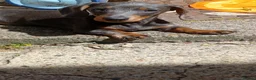 Dachshund dogs for sale: Miniature dachshund  in Blaydon-on-Tyne - Advert 3
