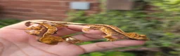 Gecko reptiles for sale: Various crested geckos - Advert 19