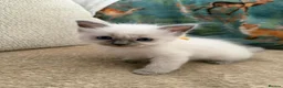 Ragdoll cats for sale: 2 ragdoll boy Kittens - Advert 17