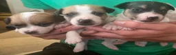 Jack Russell dogs for sale: Jack Russell puppies for sale  - Advert 14
