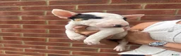 English Bull Terrier dogs for sale: ENGLISH BULL TERRIER PUPPYS - Advert 19