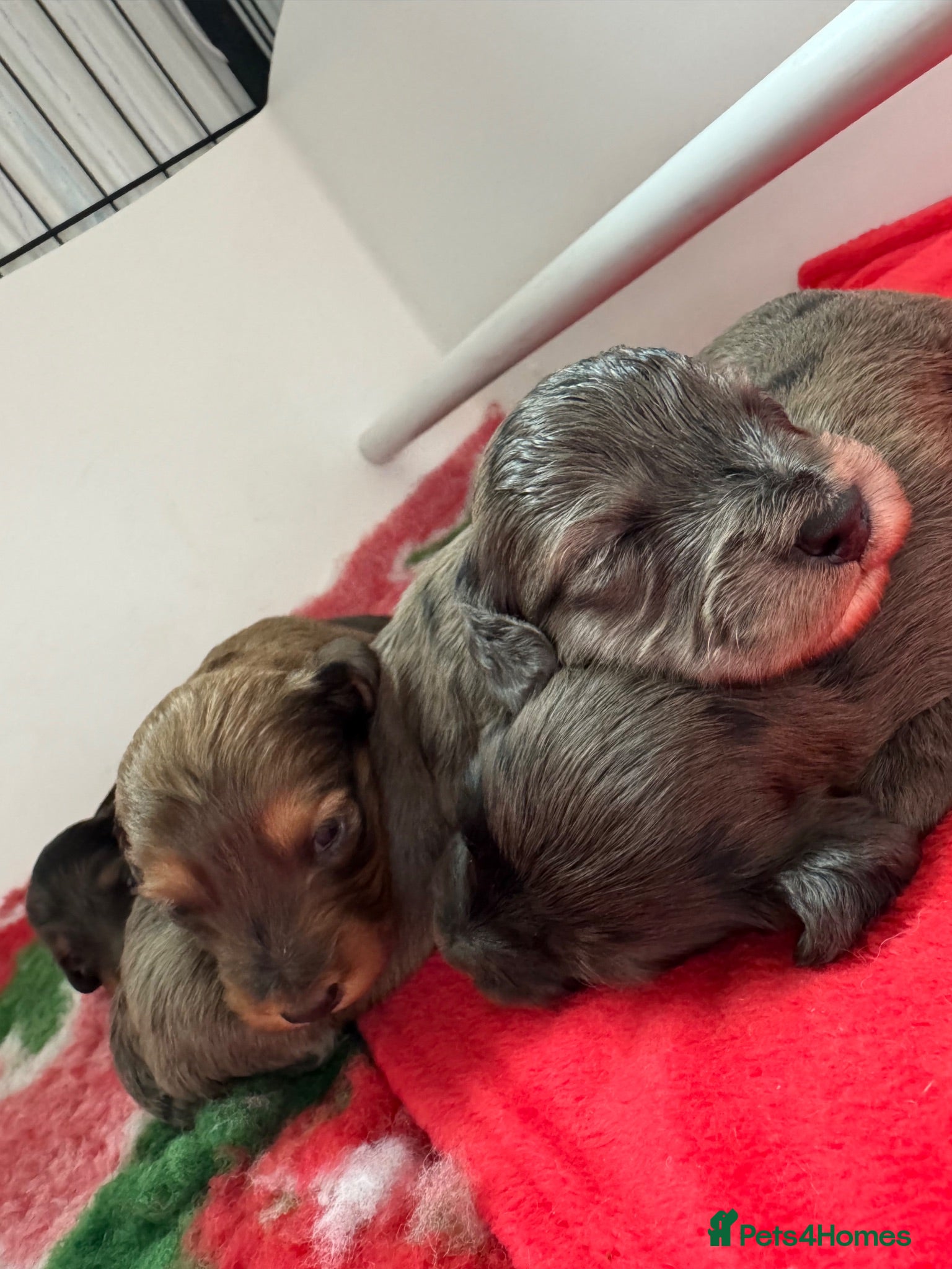 Doxiepoo dogs Doxiepoos 2 girls 2 boys ready 6th October  - Advert 4