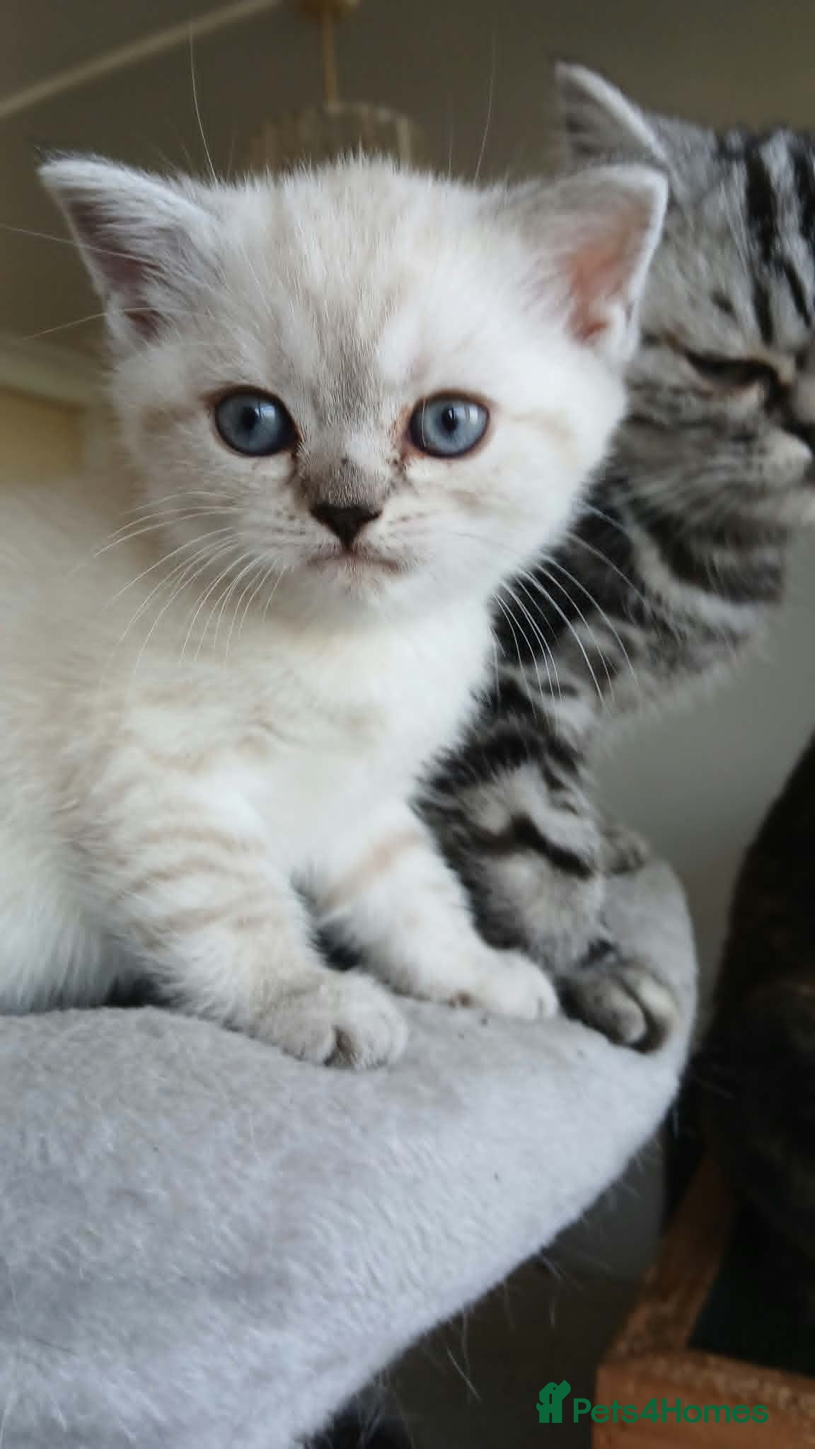 British Shorthair cats Bsh X Scotish stright kitten colorpoint-girl. - Advert 11