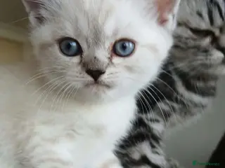 British Shorthair cats Bsh.X Scottish fold colorpoint. Price Reduced! - Advert 3