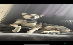 Siberian Husky dogs for sale: Siberian husky puppy - Image 4