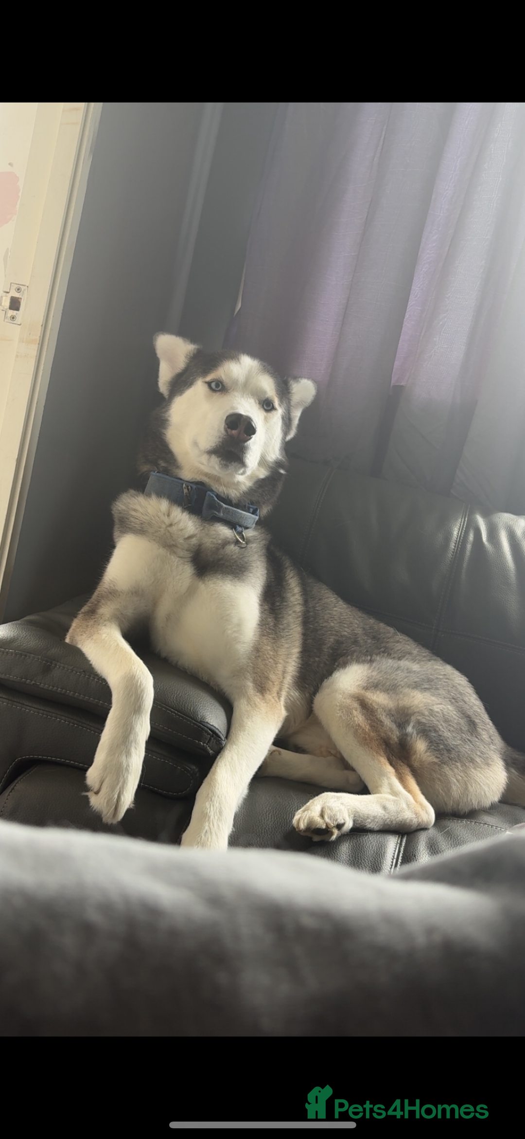 Siberian Husky dogs for sale: Siberian husky puppy - Image 4