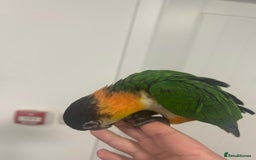 Parrots birds for sale: Hand Reared Baby Black Headed Caiques  - Image 3