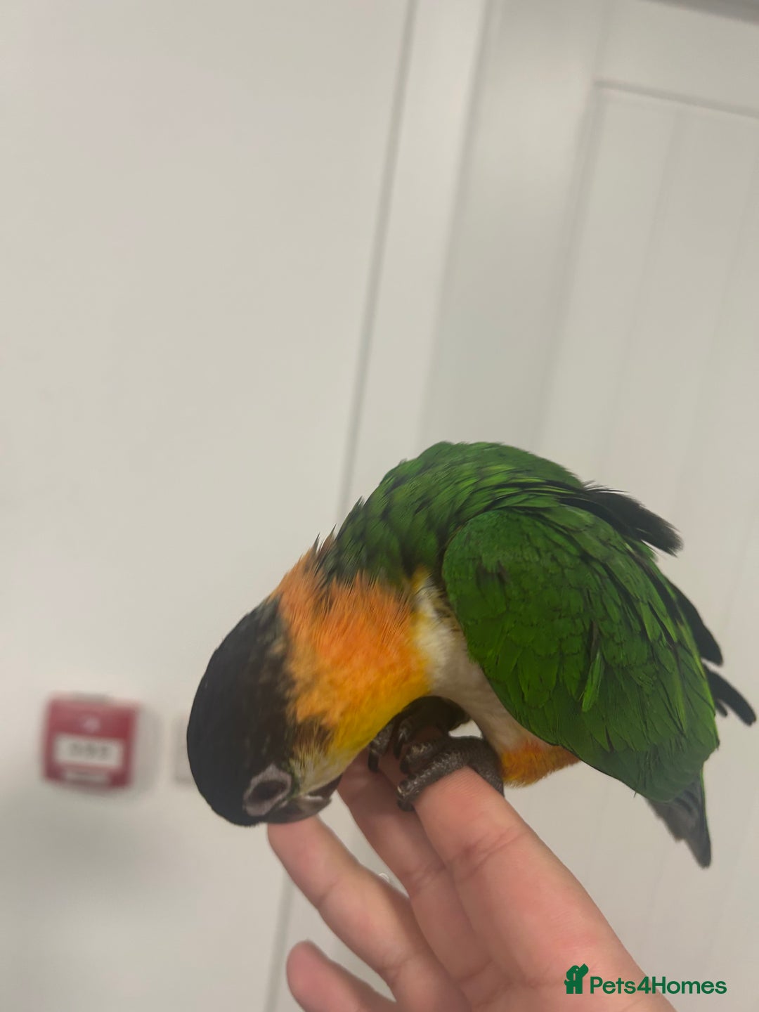 Parrots birds for sale: Hand Reared Baby Black Headed Caiques  - Image 3