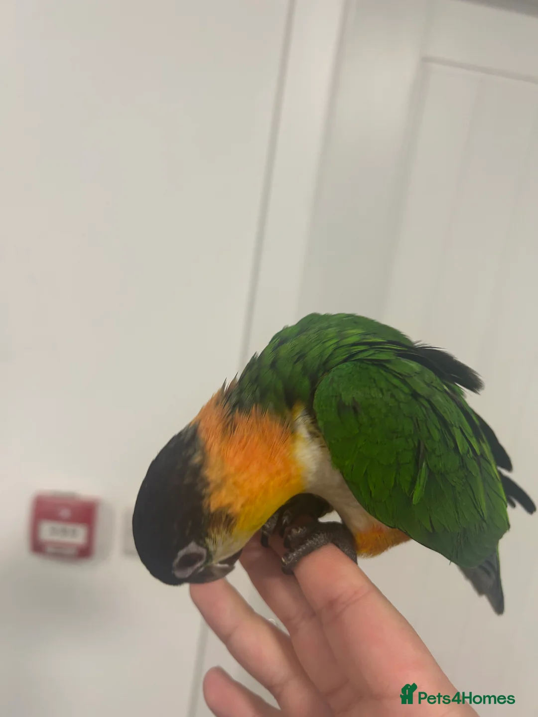 Parrots birds for sale: Hand Reared Baby Black Headed Caiques  - Advert 3