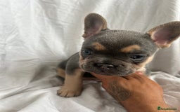 French Bulldog dogs for sale: French bulldog puppies fluffy carriers  - Image 31