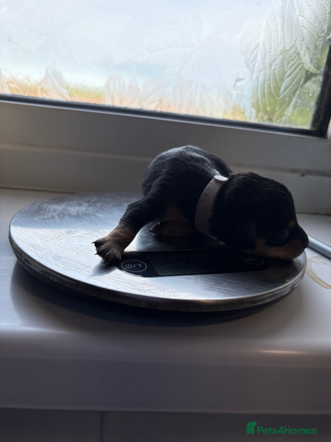 Mixed Breed dogs for sale: Doxie poo puppies - Image 19