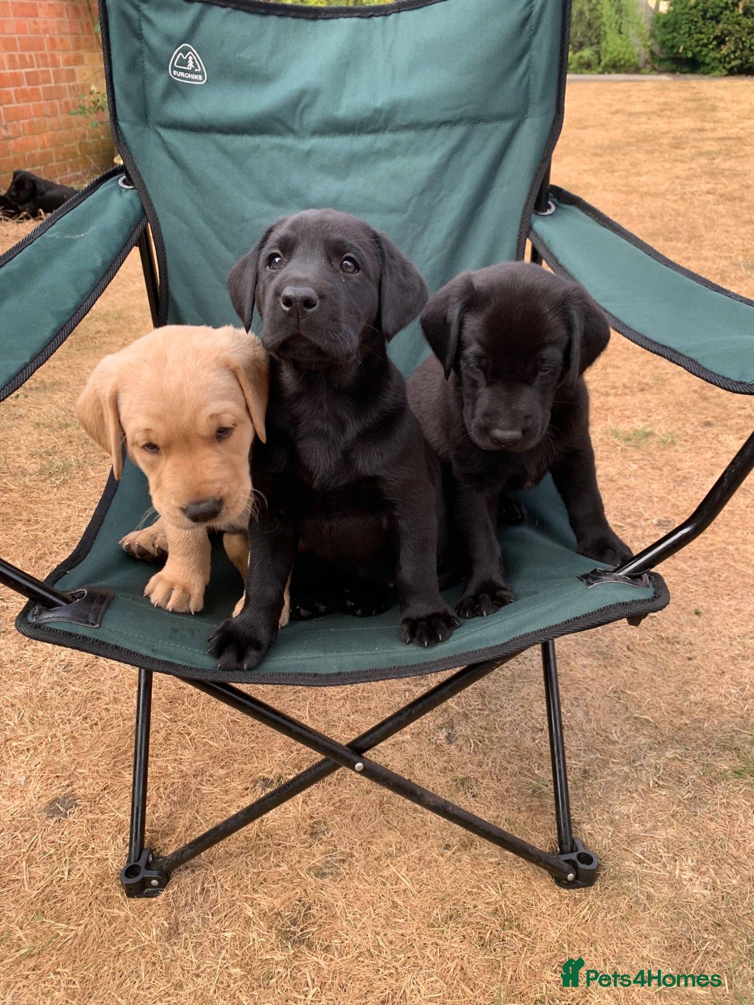 Labrador Retriever dogs KC reg Working Labrador puppies  - Advert 9