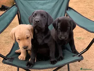 Labrador Retriever dogs KC reg Working Labrador puppies - Advert 9