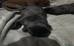 Mixed Breed dogs for sale: Staffrador puppies - Image 7