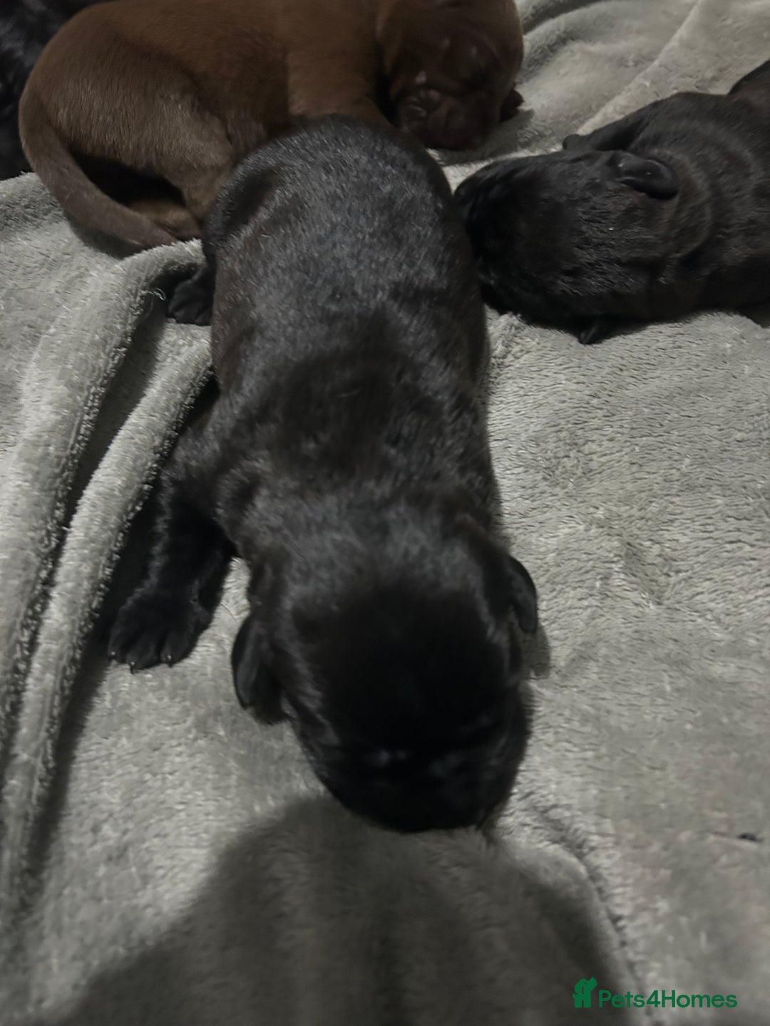 Mixed Breed dogs for sale: Staffrador puppies - Image 7