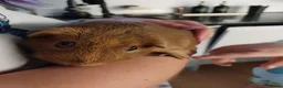 Guinea Pig rodents for sale: Guinea Pigs + Hutch  - Advert 8