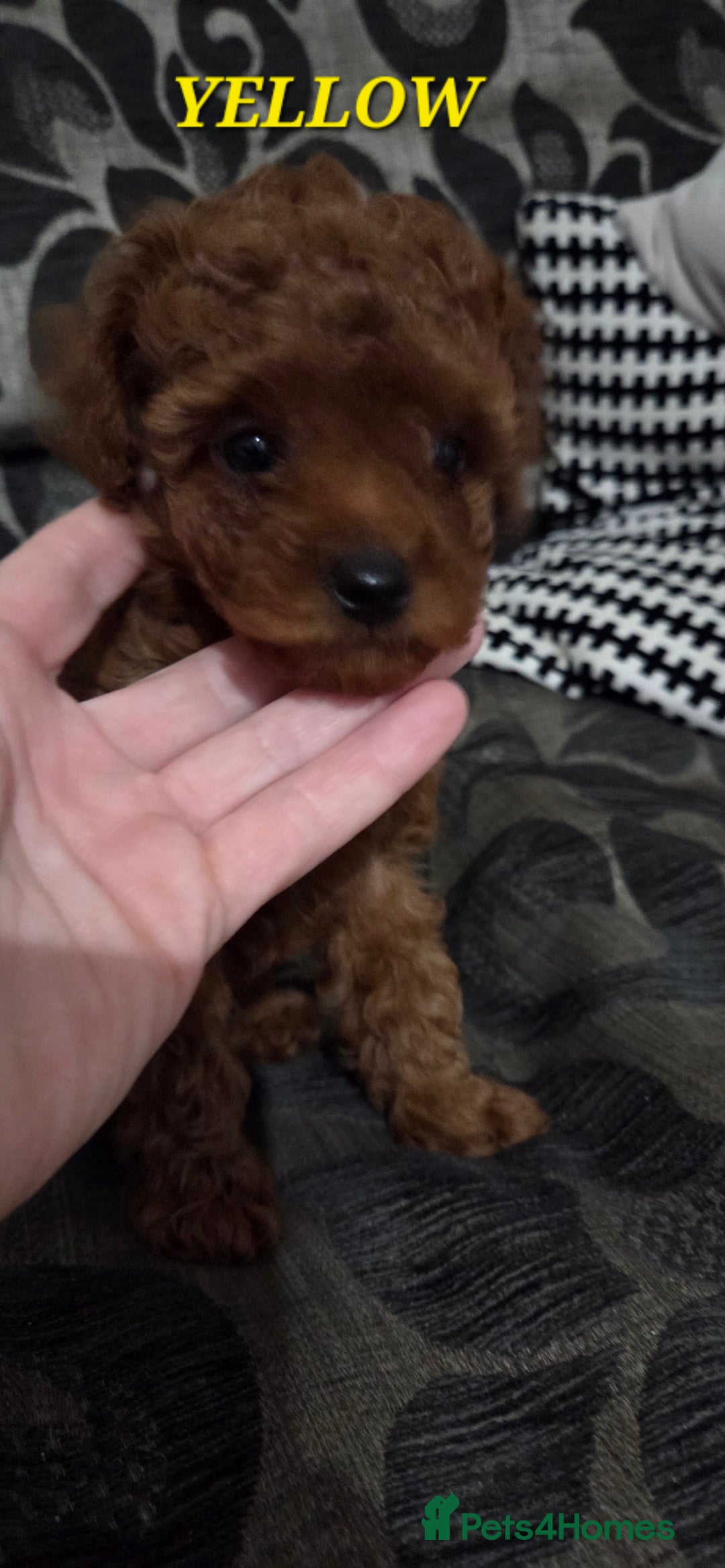 Mixed Breed dogs for sale: Toy / Aisan Poodle, Red Puppies - Advert 26