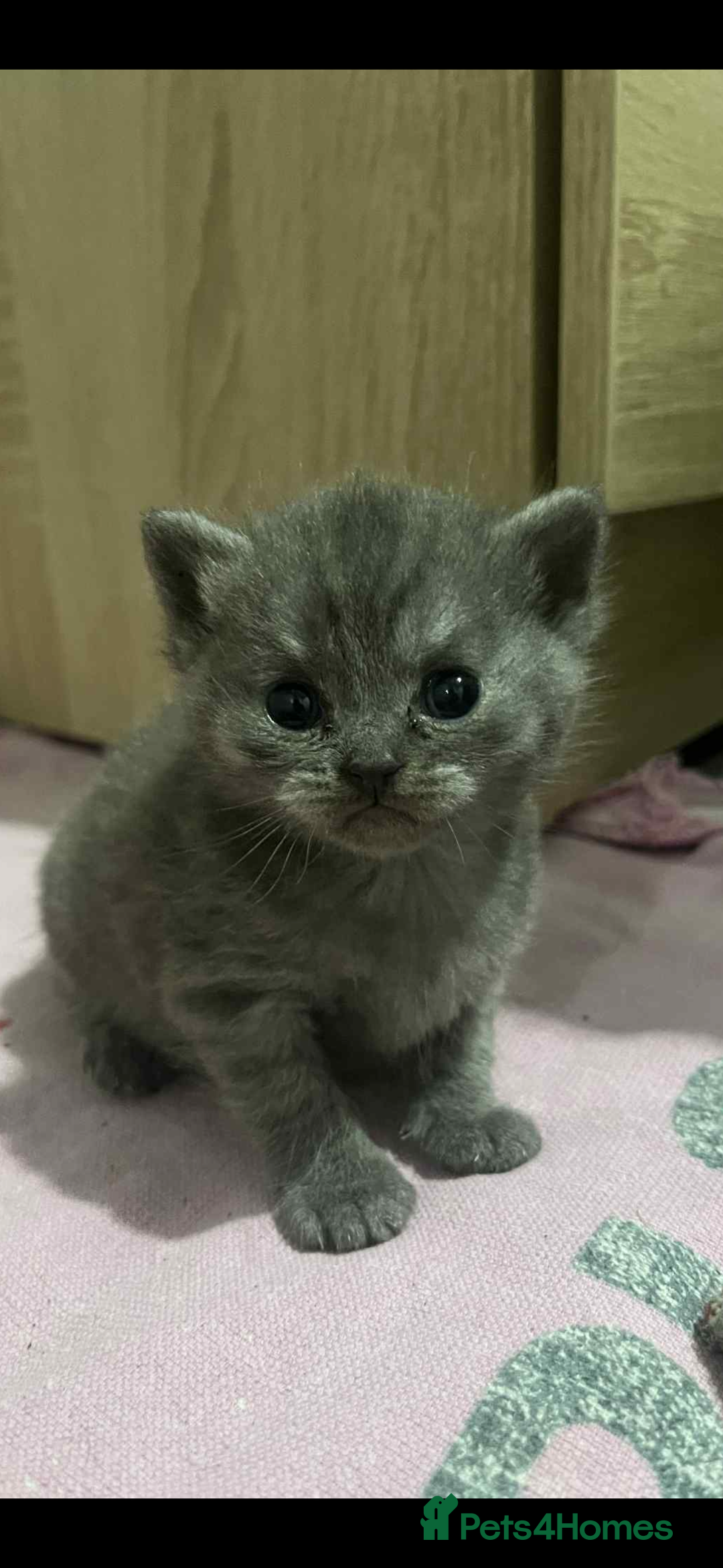 British Shorthair cats for sale: British shorthair kittens  - Image 12